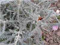 573d759f-buba mara1.jpg